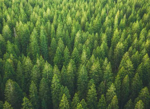 Bref aperçu des promesses du « Green deal » en matière forestière – Commentaire de la nouvelle stratégie de l’UE pour les forêts pour 2030