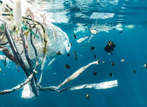 Le « One ocean summit » : quand l’Union européenne met du bleu dans le vert