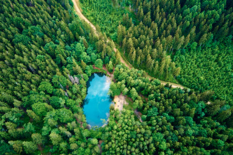 Le Pacte vert européen au secours des forêts