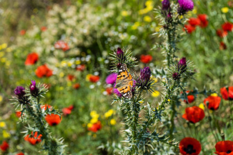 Le Green Deal et la biodiversité